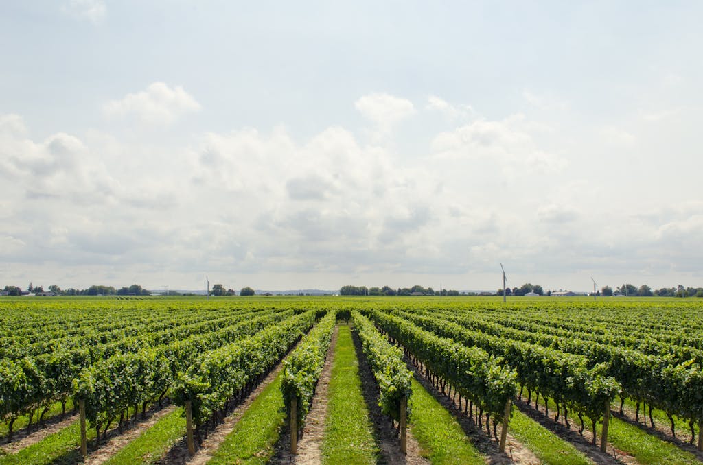 Campo de árboles verdes