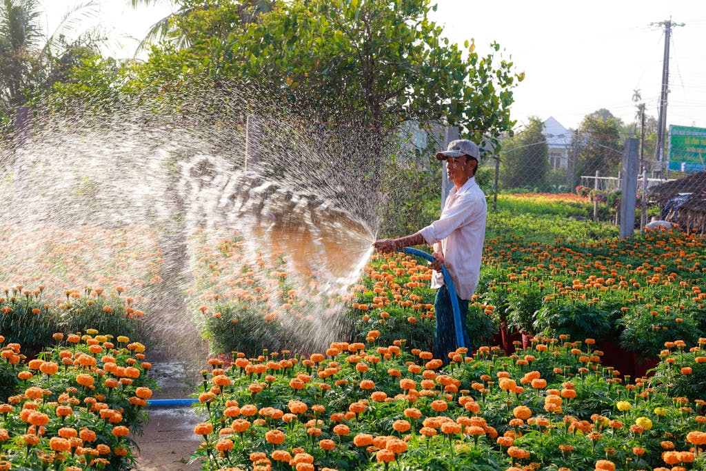 HOmbre regando flores naranja