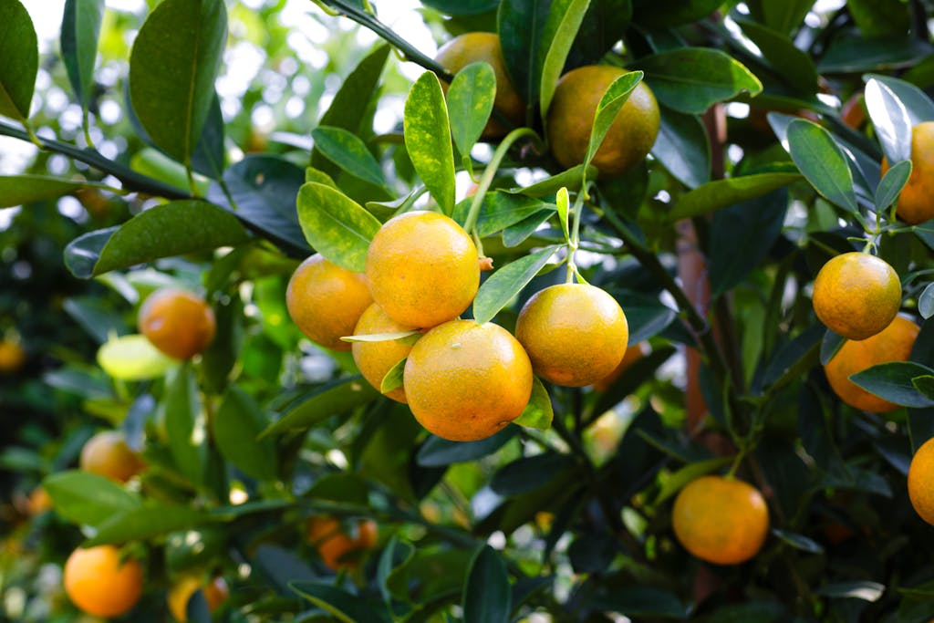 Mandarinas en un árbol