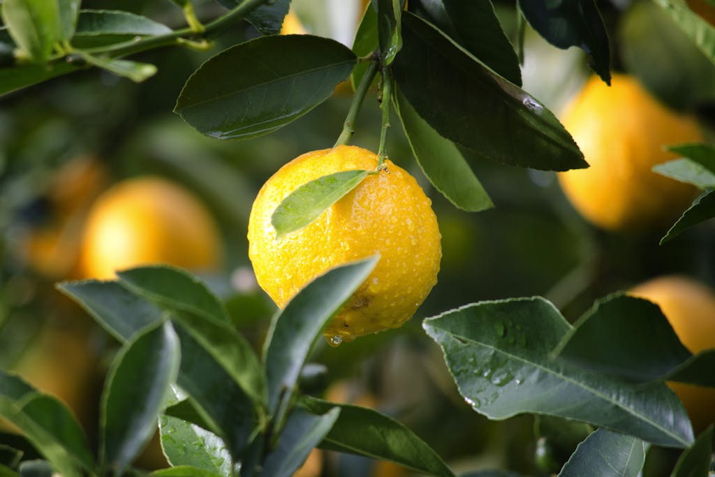 Una fotografía de un limón amarillo en hojas verdes