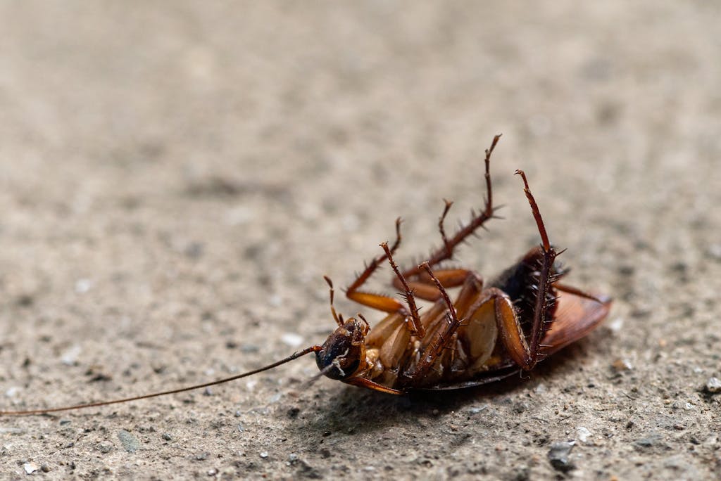 Una fotografía macro de una cucaracha