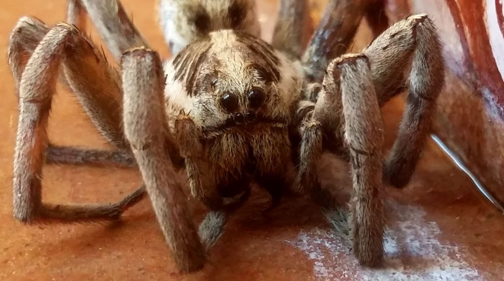 Fotografía de cerca de una araña lobo.