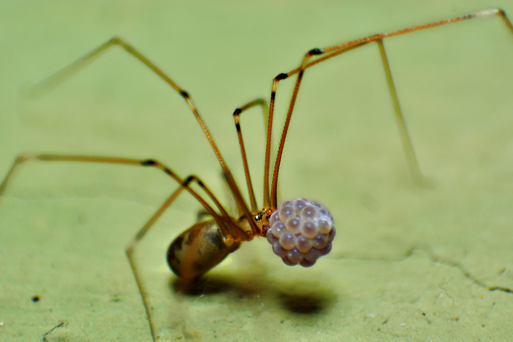 Fotografía de una araña patona.