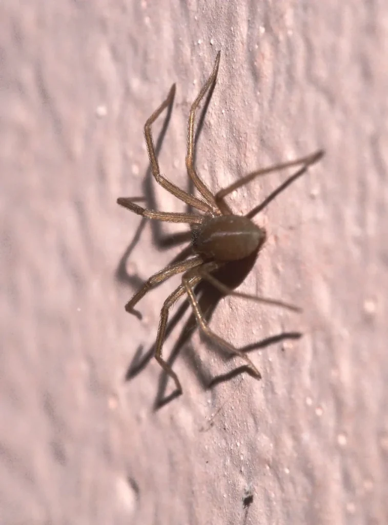 Dorso de una araña violinista.