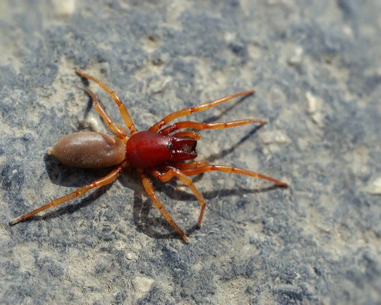 Foto de una araña cazadora.