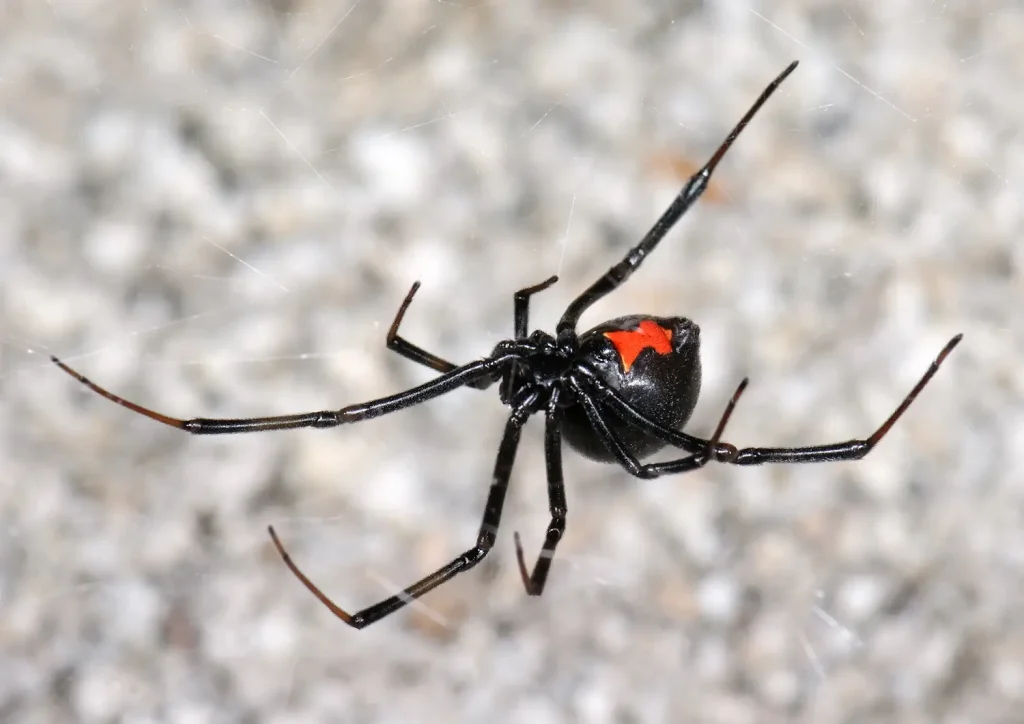 Fotografía de una araña viuda negra