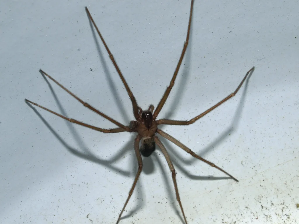 Fotografía de una araña violinista.